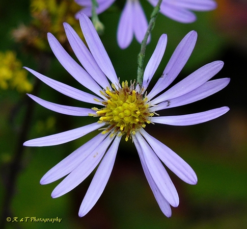 {Symphyotrichum patens}